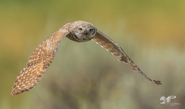 Another Forgotten Frame (Burrowing Owl)
