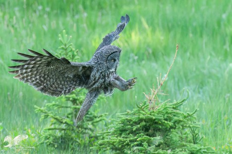 Coming in For a Landing (Great Grey Owl)