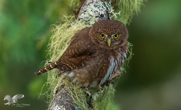 Fall Colour Pygmy Owl #2