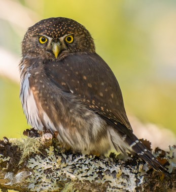 Pygmy Closeup (Northern Pygmy Owl)
