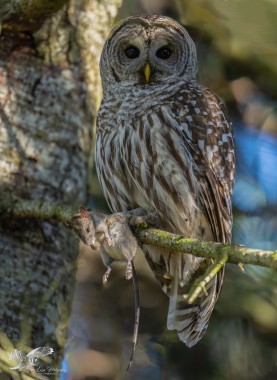 Morning Snack (Barred Owl)