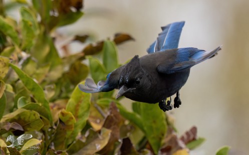 Just Dropping By (Steller's Jay)