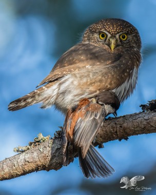 Change of Diet (Northern Pygmy Owl)