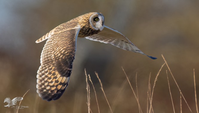 Skimming The Grass (Short-Eared Owl)