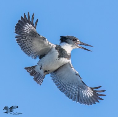 Sunny Day Kingfisher (Belted Kingfisher)