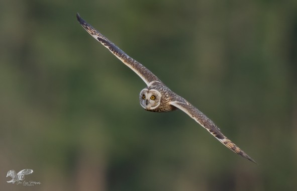 Better Eye Contact (Short-Eared Owl)