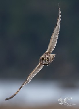 Banking Right Looking at The Camera (Short-Eared Owl)