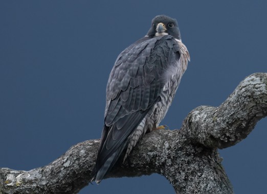 Mount Benson Background (Peregrine Falcon)