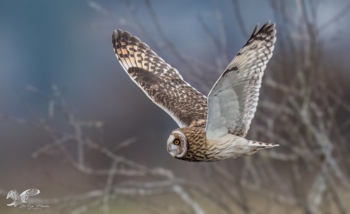 Shortie Environmental (Short-Eared Owl)