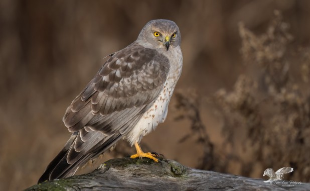 The Grey Ghost (Northern Harrier)