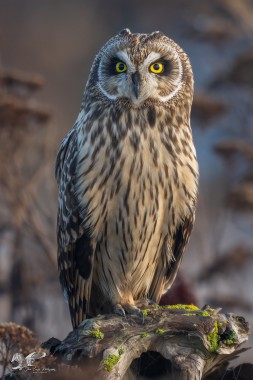 Short-Ear Portrait in Morning Light (Short-Eared Owl)