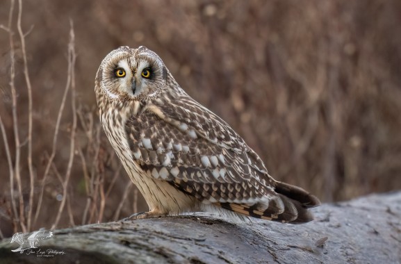 Down By The Sea (Short-Eared Owl)