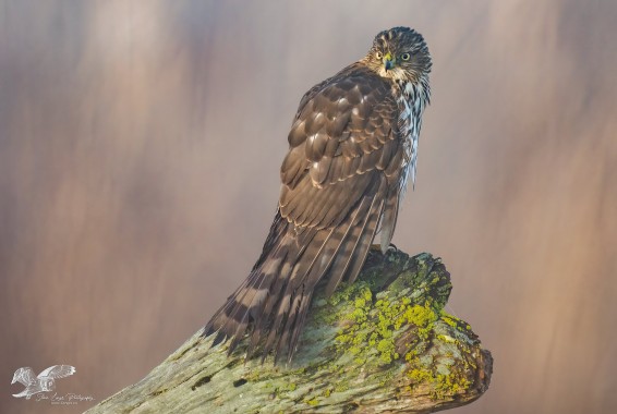 Hawk in Morning Light (Sharp-Shinned Hawk)