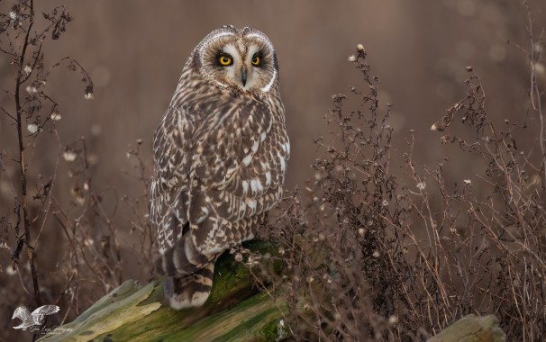 Shortie Environmental Shot (Short-Eared Owl)