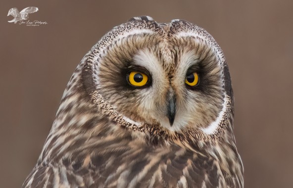 Look Me in The Eye (Short-Eared Owl)