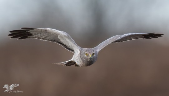 Flying at The Camera (Northern Harrier)