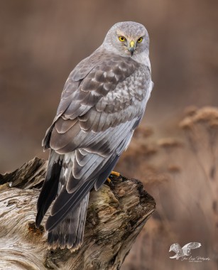 A Different Perch (Northern Harrier)