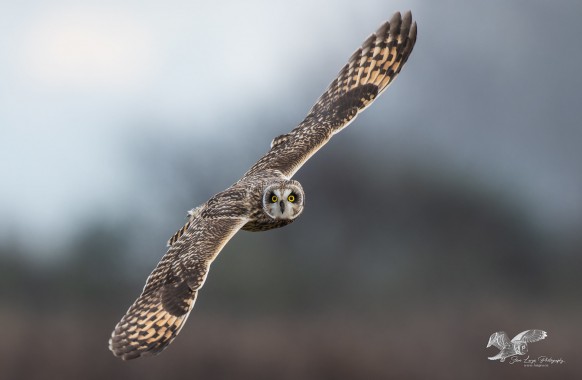 Another Short-Eared Owl in Flight