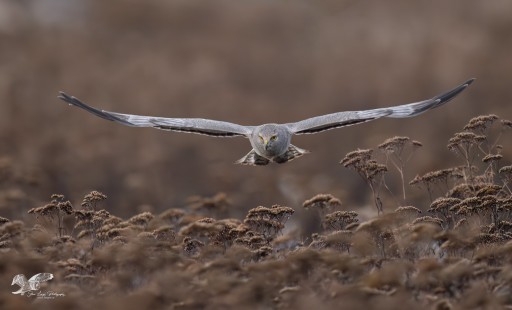 Coming in Low (Northern Harrier)
