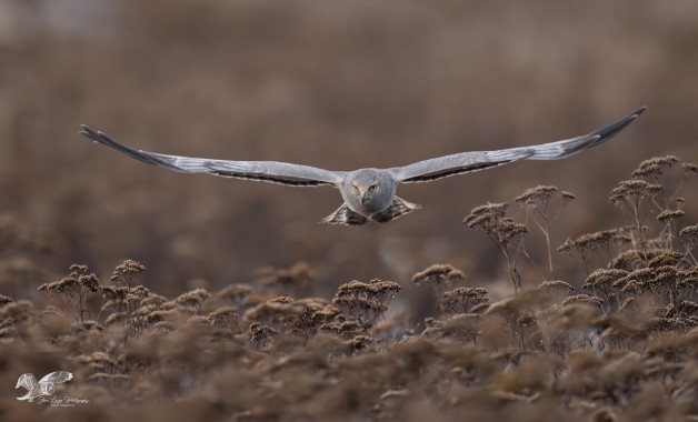 Coming in Low (Northern Harrier)