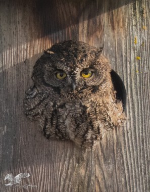Pleasant Surprise (Western Screech Owl)