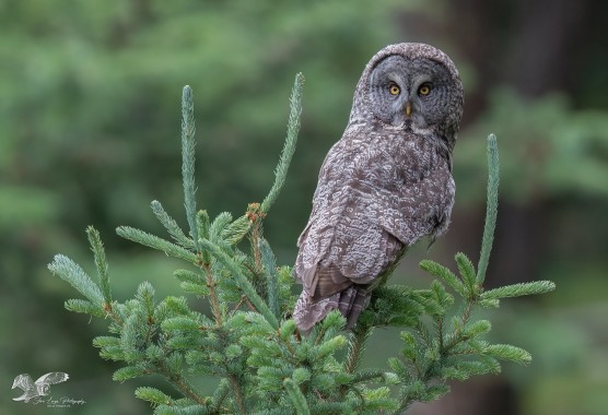 Old Gold (Great Grey Owl)