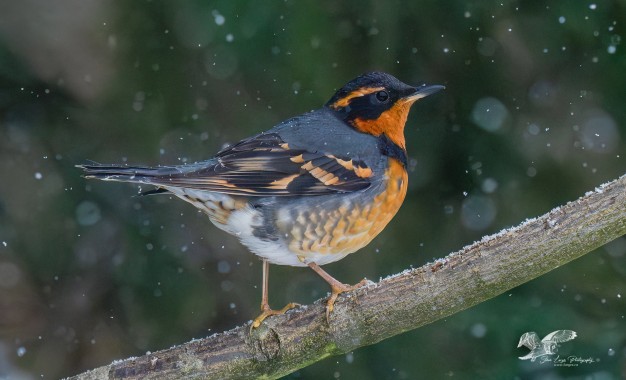 Some Colour in The Snow (Varied Thrush)