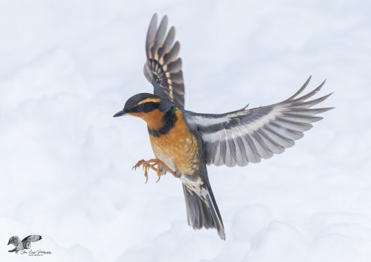 Hovering Over The Snow (Varied Thrush)