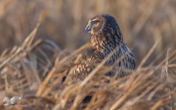 Staring Into The Morning Sun (Northern Harrier)