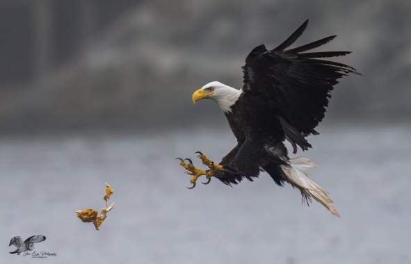 Caught in Mid Air (Bald Eagle)