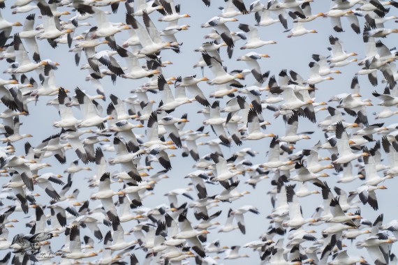 Order in Chaos (Snow Geese)