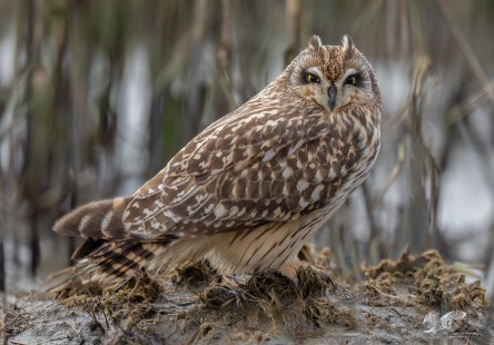 Roosting Down Low (Short-Eared Owl)