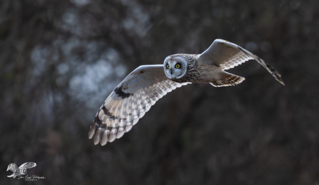 Morning Light in His Wings (Short-Eared Owl)