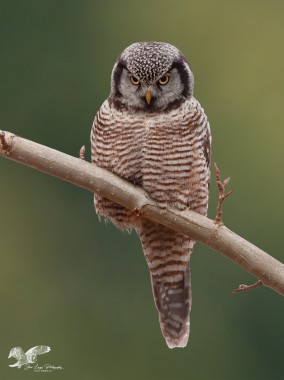 Stern Gaze (Northern Hawk Owl)