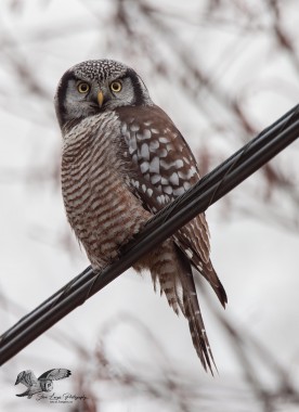 Owl on a Wire (Northern Hawk Owl)
