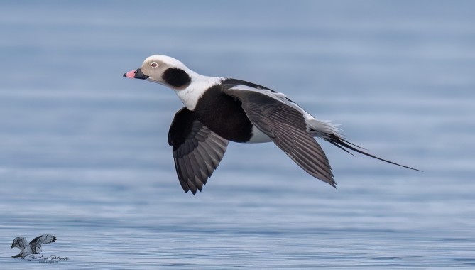 Coming in For a Landing (Long-Tailed Duck)