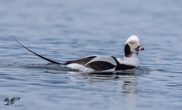 Giving Me The Eye (Long-Tailed Duck)