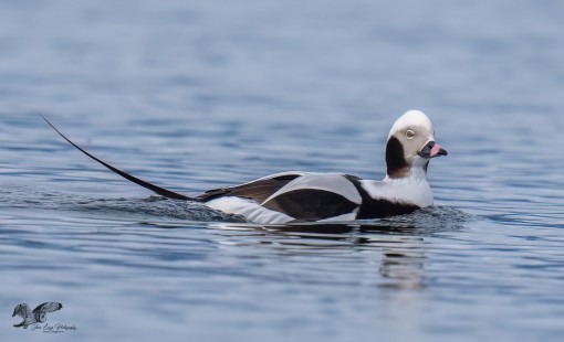 Giving Me The Eye (Long-Tailed Duck)