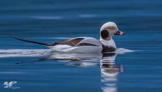 Calm Waters (Long -Tailed Duck)