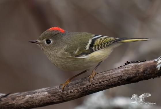A Touch of Colour (Ruby-Crowned Kinglet)
