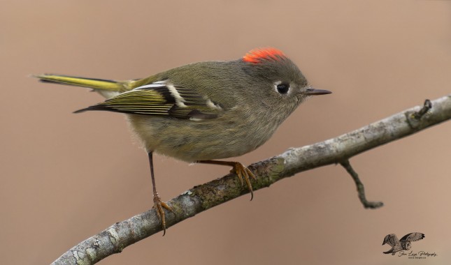 Better Background (Ruby-Crowned Kinglet)