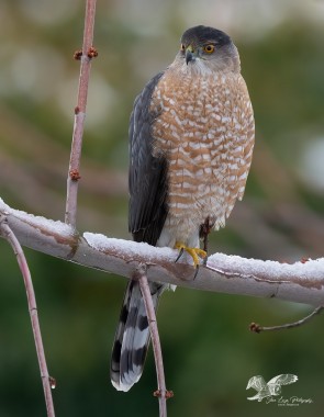 After The Snow (Cooper's Hawk)