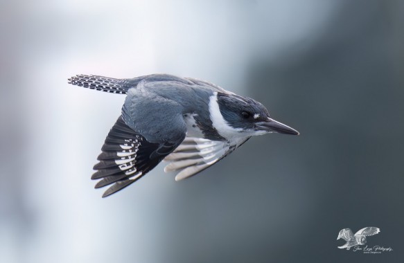 Half and Half (Belted Kingfisher)