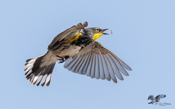 First of The Season Bug Shot (Yellow-Rump Warbler)