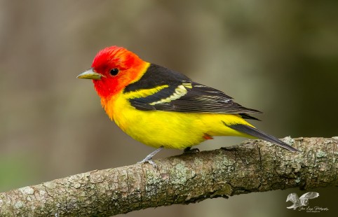 Dreaming of Western Tanagers