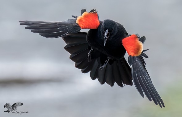 Screamin' Redwing (Red-Winged Blackbird)