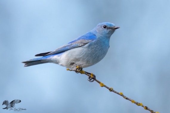 Blue on Blue 2024 (Mountain Bluebird)