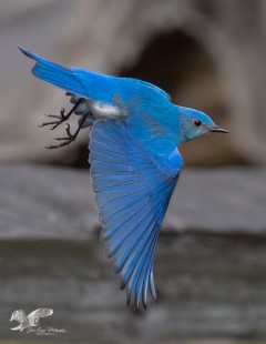 Jump Shot (Mountain Bluebird)
