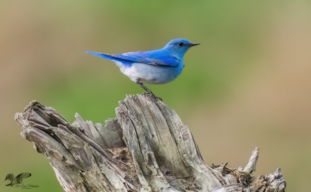 Posing on Driftwood (Mountain Bluebird)
