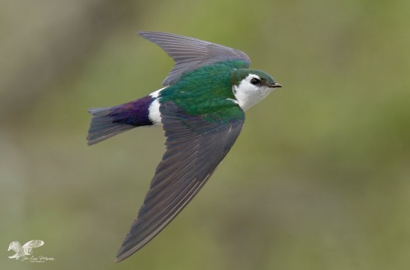 Violet-Green Swallow Banking